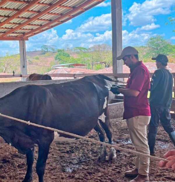 Bono Ganadero continúa fortaleciendo el sector agropecuario en Honduras